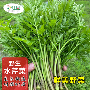 水芹菜种子鲜美野芹种孑春秋四季野生山芹农家庭院盆栽野菜蔬菜籽