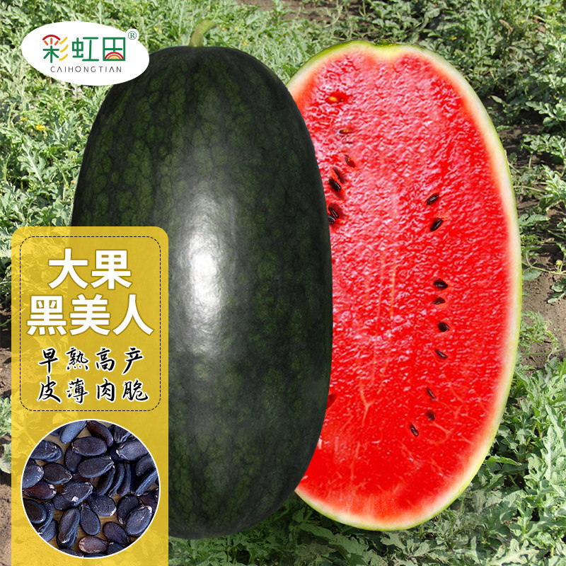 大果黑美人西瓜种子黑皮巨型红壤西瓜种籽超甜红肉西瓜种孑水果苗