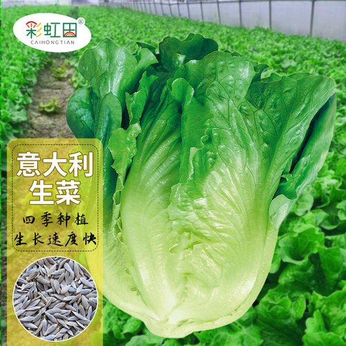 意大利生菜种子彩虹田春秋四季种