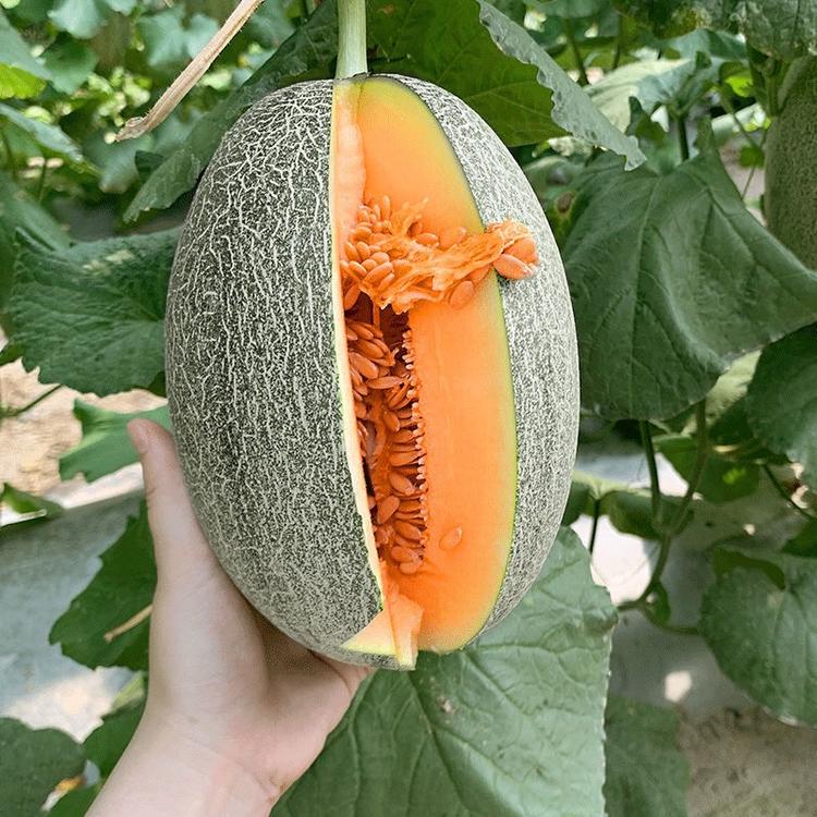 网纹新疆哈密瓜种子四季