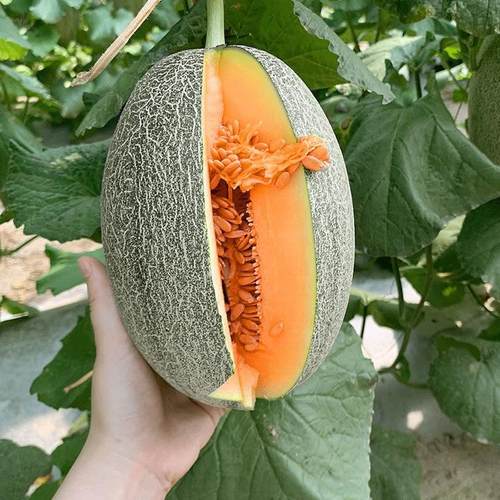 网纹新疆哈密瓜种子四季