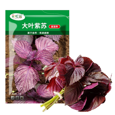 大叶紫苏种子纯紫紫苏种籽四季