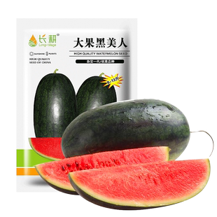 大果黑美人西瓜种子黑皮巨型红壤西瓜种籽超甜红肉西瓜种孑水果苗