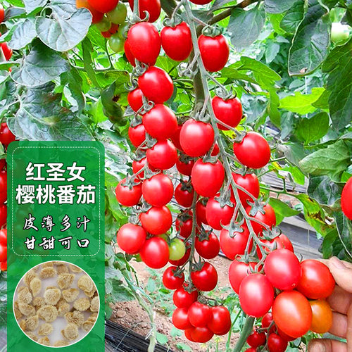 红圣女果番茄种子樱桃小西红柿