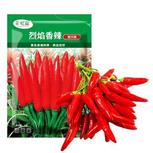 烈焰朝天椒种子抗重茬辣椒种籽超辣小米椒春四季阳台盆栽蔬菜种孑