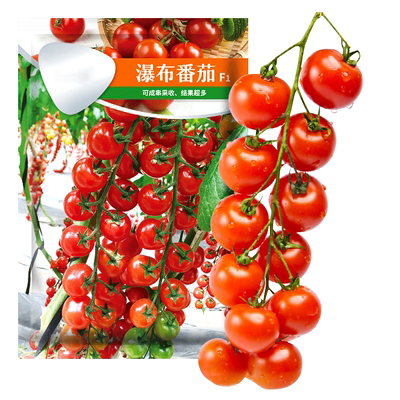 瀑布小番茄种子超甜圣女果