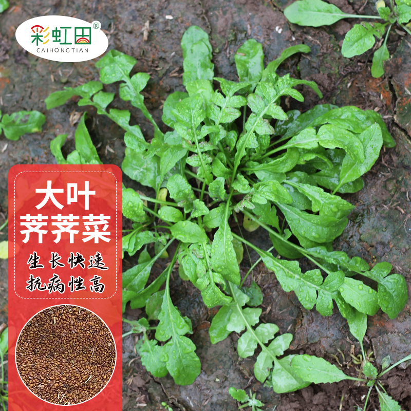大叶荠荠菜种子农家四季春野