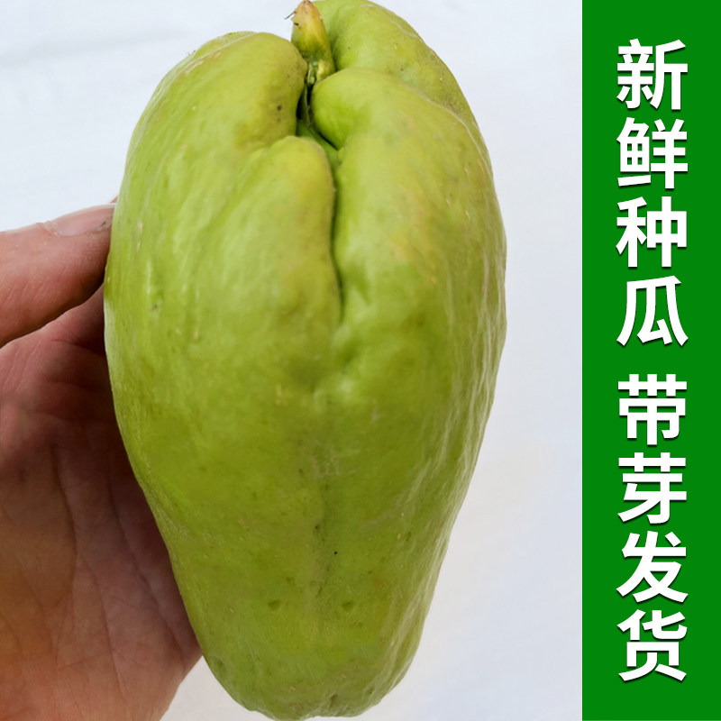 四季佛手瓜种子苗秧带芽扶手瓜龙须菜种籽种植瓜苗种孑种瓜大全