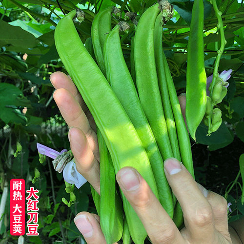 红刀豆种籽巨型搭架豆角种子