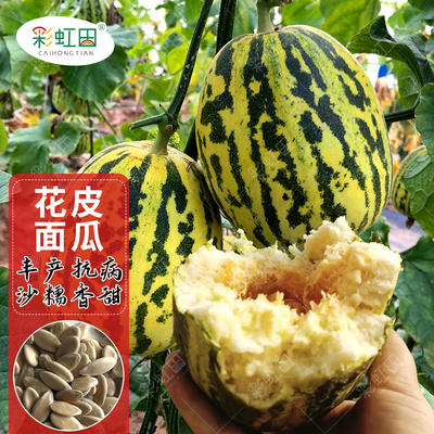 香甜花皮面瓜种籽老品种香软面瓜种子春夏四季黄皮黑皮甜瓜香瓜孑