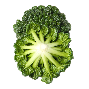 小八叶乌塌菜籽耐寒黑心乌塔菜种子雪里金花四季白菜种孑冬季蔬菜