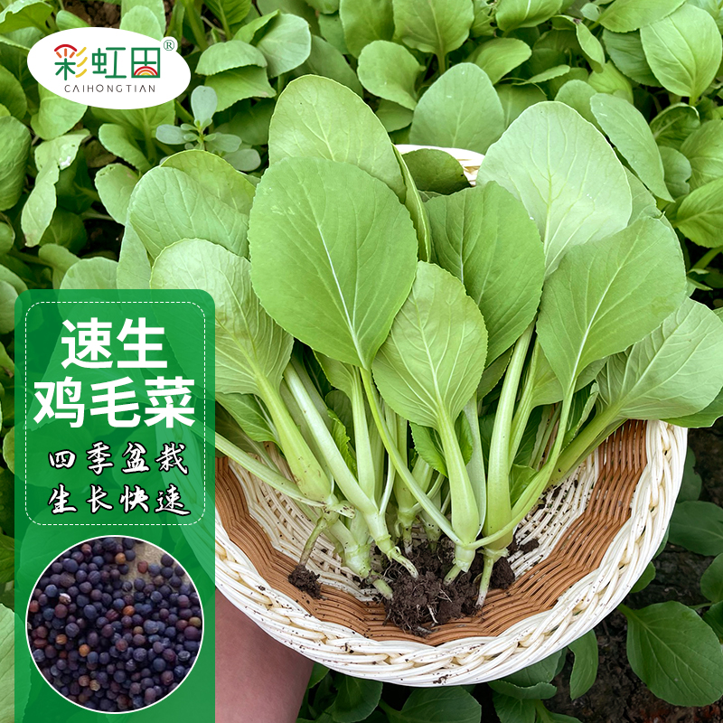 上海鸡毛菜菜籽种子青菜小白菜