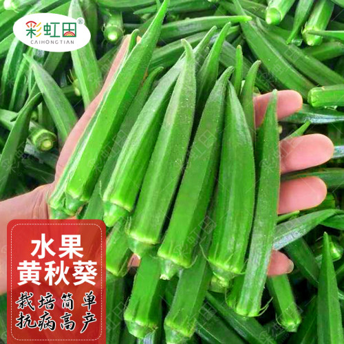 黄秋葵种子四季水果秋葵种孑