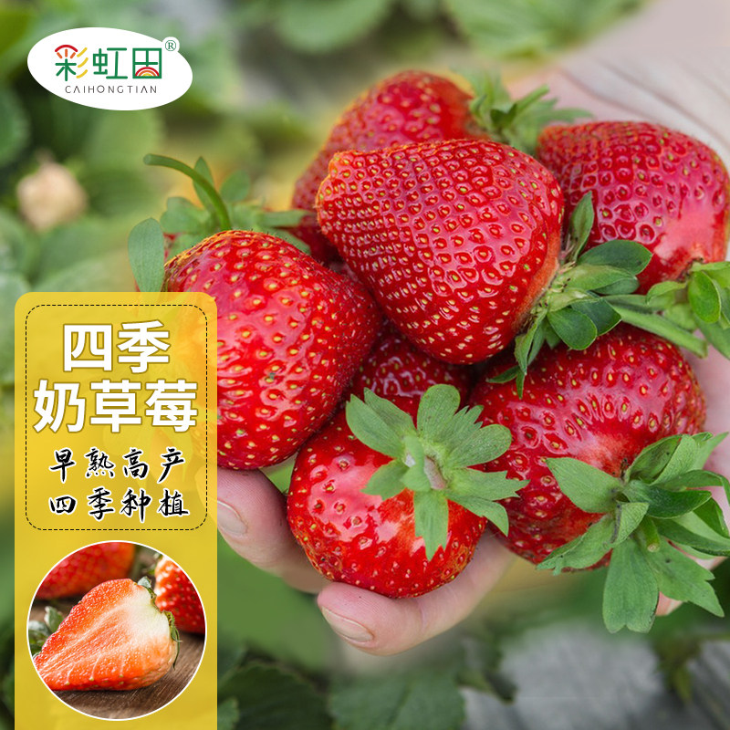 草莓种籽子奶油草莓秧苗秋季室内外阳台蔬菜水果盆栽花种丹东四季,鲜花速递/花卉仿真/绿植园艺,家庭园艺种子,淘宝优惠券,粉丝福利购,淘宝优惠卷