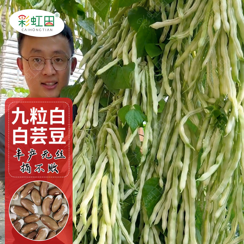 特级九粒白芸豆种子老来少豆角种籽早熟高产春季秋季四季豆角大田