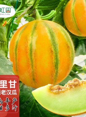 其里甘老汉瓜种子新疆哈密瓜其力甘种籽超甜香瓜种孑仅适用于西北