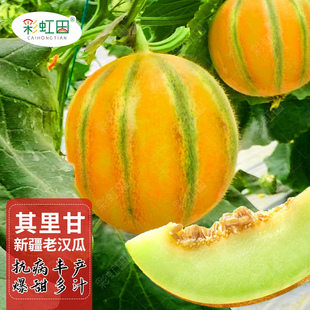 其里甘老汉瓜种子新疆哈密瓜其力甘种籽超甜香瓜种孑仅适用于西北