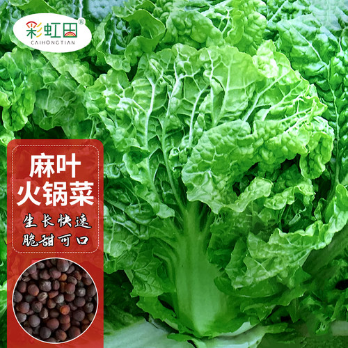 麻叶火锅菜种子无筋大白菜皱叶