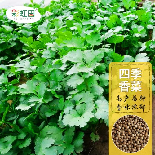 澳洲香菜种子四季种植盆栽蔬菜