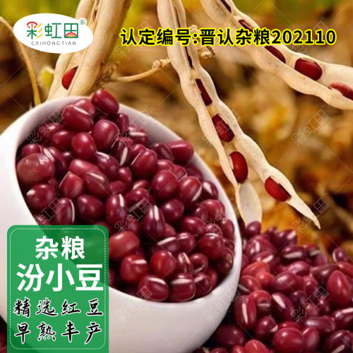 东北红小豆种子早熟无架大粒红豆种籽自种春季四季农家蔬菜种子孑