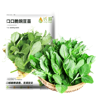 豌豆苗种籽豌豆种籽尖芽苗