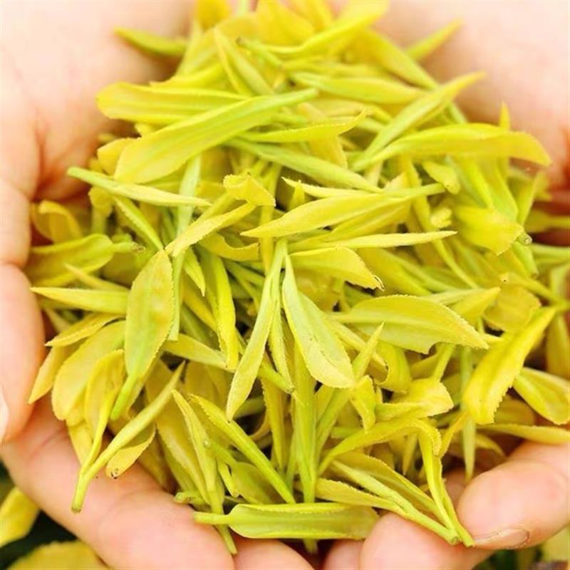双十一补贴24新茶H268明前(浓香耐泡)黄金芽250g/500g甄选好茶