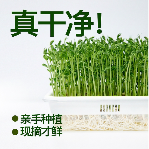 作物生长芽苗盘种植套装