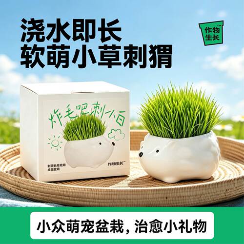 长草娃娃可爱小盆栽植物