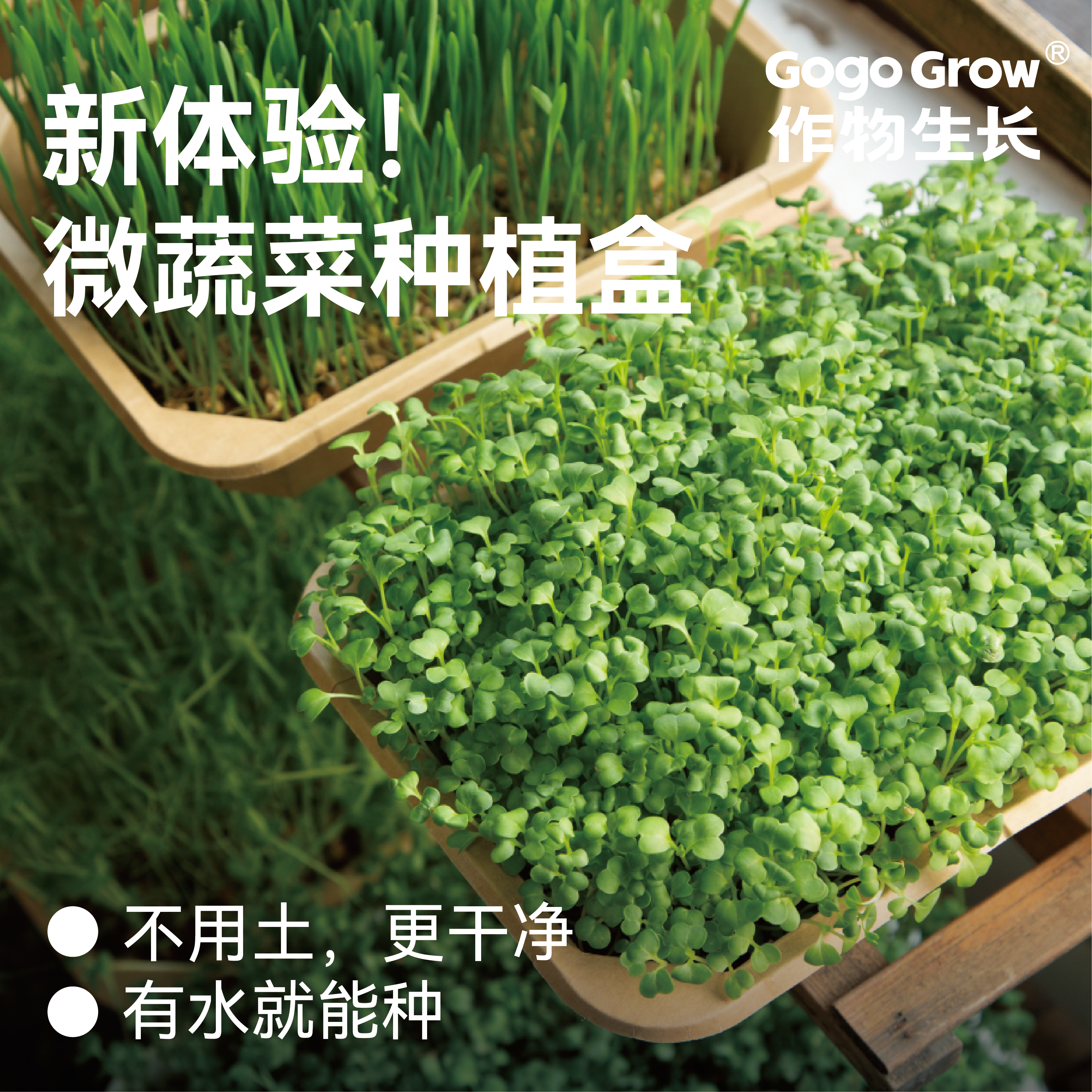 作物生长水培芽苗菜种植套装一次性轻便款可食用豌豆苗新鲜微蔬菜