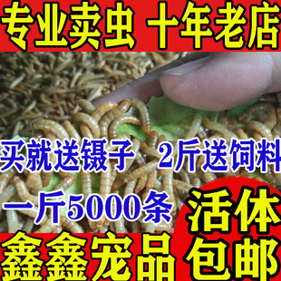 金龙 鹦鹉鱼 乌龟 黄粉虫活虫 鱼画眉鸟石蛙饲料 面包虫 包邮 活体