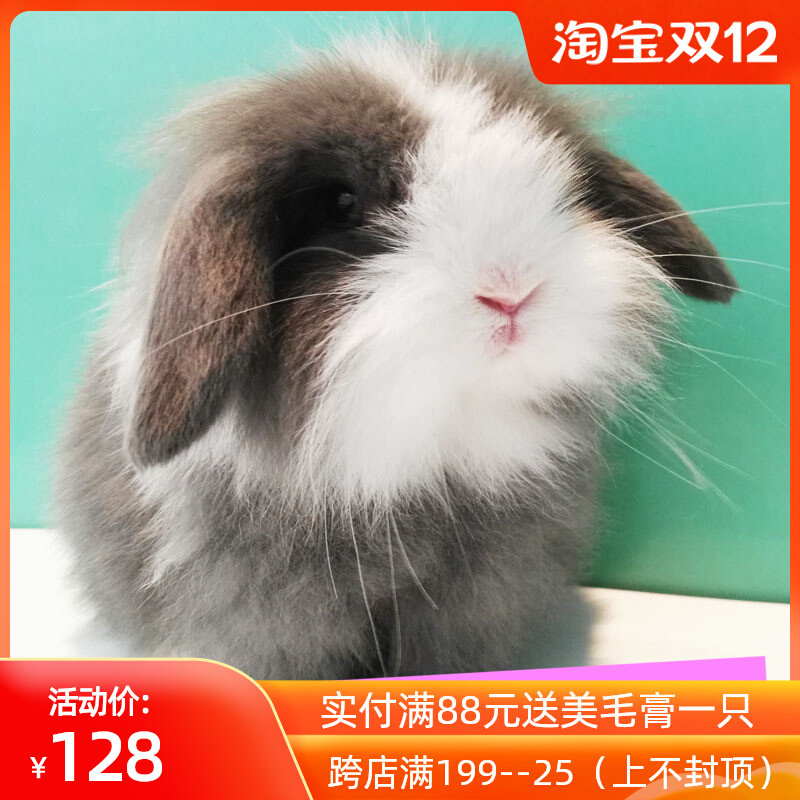 宠物兔双血单血混血垂耳兔活宠物兔活体侏儒兔子活物宠物活体兔兔