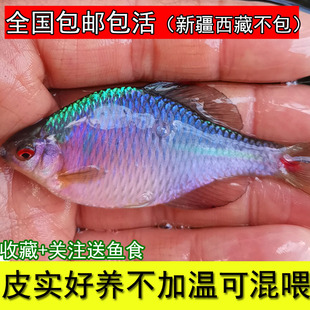 鳑鲏鱼高体鳑鲏火山鳑鲏彩石鳑鲏白边鳑鲏原生鱼冷水鱼溪流七彩鱼