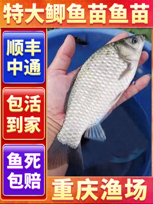 中科三五号鲫鱼苗3号5号特大食用麻鲫大板鲫工程鲫黄金鲫淡水养殖