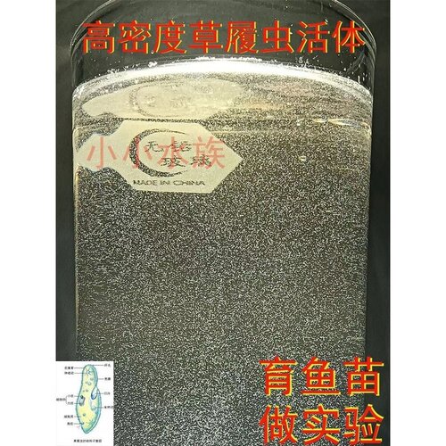 包活教会养大草履虫洄水泰国斗鱼金波子观背青鳉鱼苗开口活体饲料