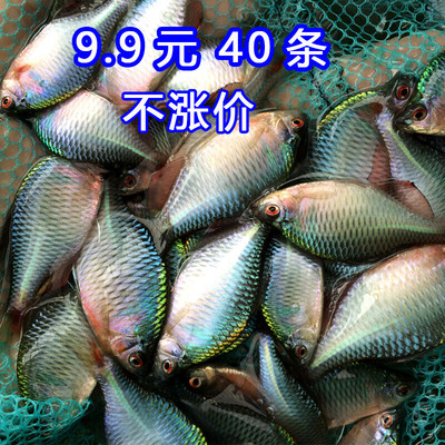 高体鳑鲏旁皮鱼观赏鱼活体彩石七彩旁皮原生鱼热带小型淡水冷水