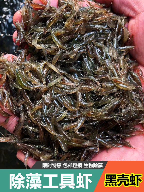 除藻虾活体草缸工具虾清洁虾苗大和藻虾淡水宠物活体观赏虾黑壳虾