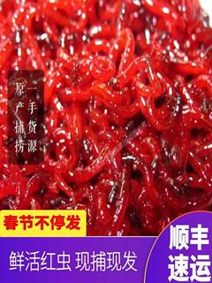 鲜活红虫特大号公虫活体活饵喂鱼饵拉饵鲫鱼野钓黑坑钓鱼蚯蚓鱼饵