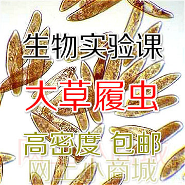 高密度草履虫培养液 实验考试教学 斗鱼苗开口料  洄水种大草覆虫
