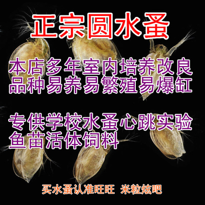圆水蚤活苗鱼虫活体饲料青鳉金鱼斗鱼苗蚤种繁殖 蹦蹦虫大型水蚤