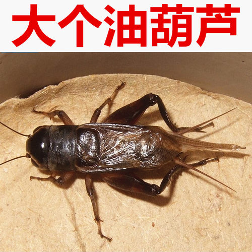顺丰包邮包活天津人工油葫芦鸣虫蟋蟀蛐蛐活体黑虫会叫宠物爬宠