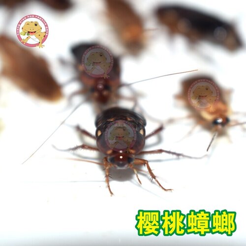 樱桃红蟑螂面包虫大麦虫蟋蟀活体饲料龙鱼爬宠食活蟑螂守宫