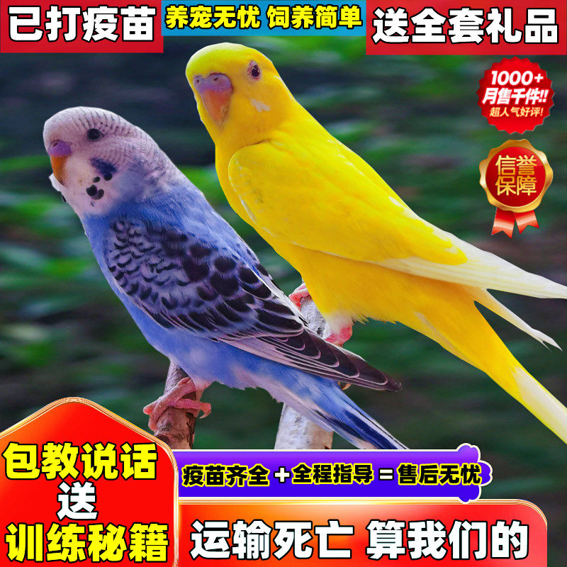 鹦鹉活鸟会说话的中小型宠物鸟活物手养成年幼鸟小鸟鸟笼虎皮活体