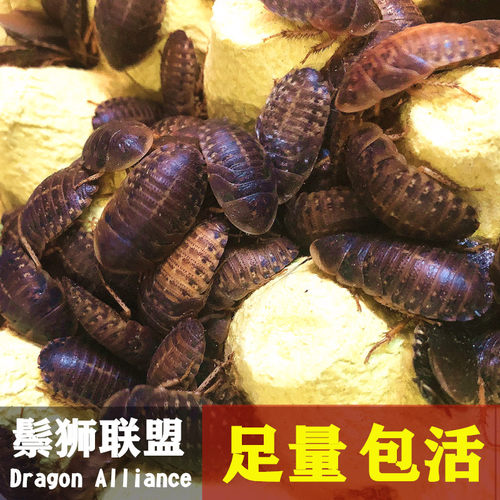 杜比亚蟑螂1-2幼体3cm成体繁殖组鬃狮亚成龙鱼蜈蚣蜘蛛龟活体饲料