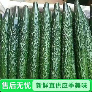 云南新鲜带刺黄瓜绿色蔬菜产地直发现摘现发当季脆嫩生吃整箱批发