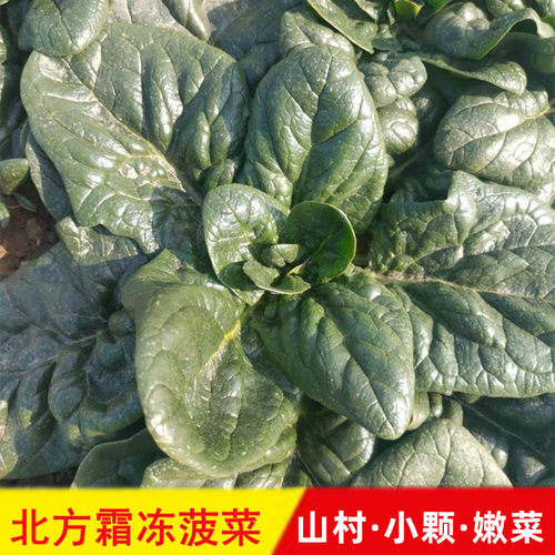 正宗北方趴地菠菜霜冻雪地菠菜