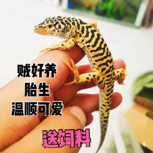 鬃狮守宫沙漠型入门级爬宠网红宠物无攻击性仿真模型认知