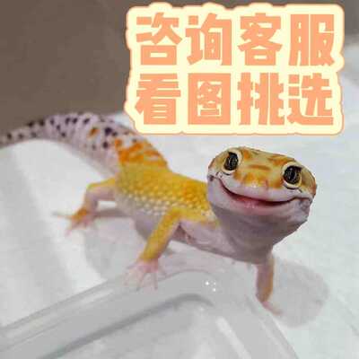 豹纹守宫活体蜥蜴新手入门蜥蜴爬宠活物幼体温顺可爱网红宠物