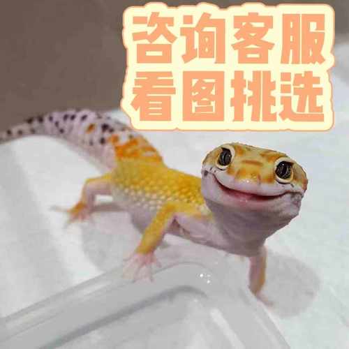 豹纹守宫活体蜥蜴新手入门蜥蜴爬宠活物幼体温顺可爱网红宠物