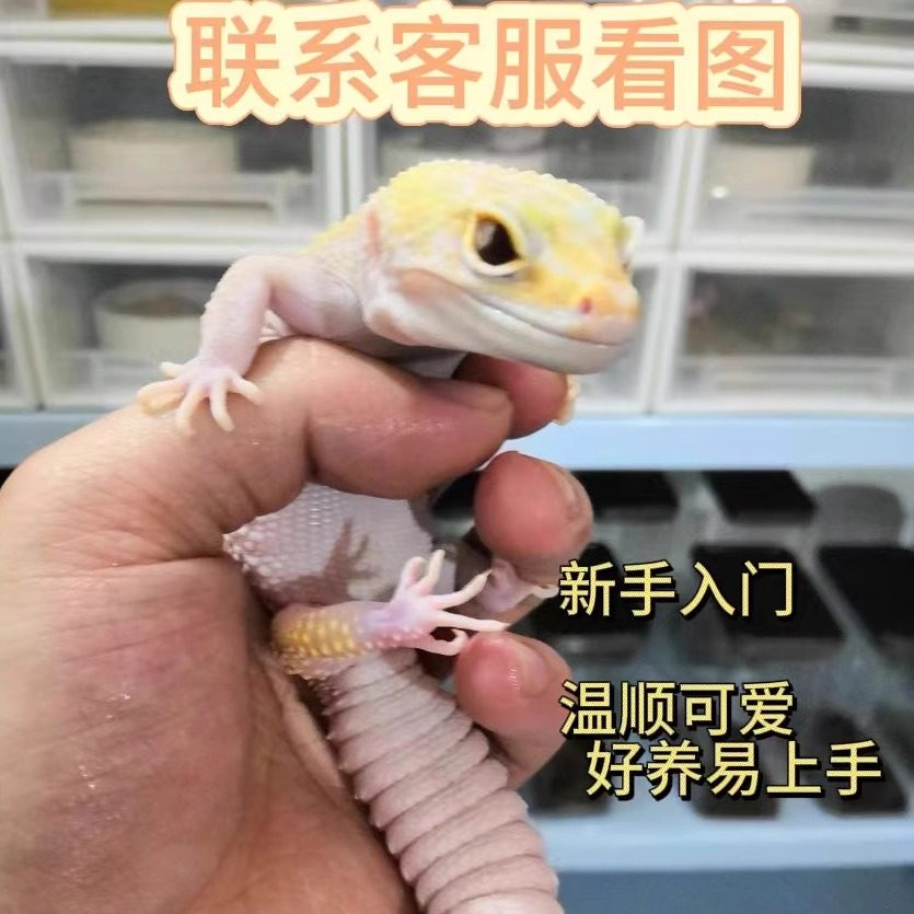 豹纹新手入门懒人爬宠宠物温顺可特色爬宠/鸣虫