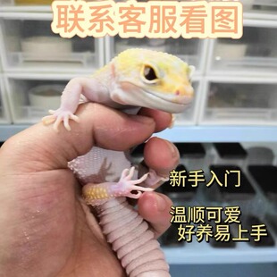 豹纹新手入门懒人爬宠宠物温顺可爱肥尾银河雪花鬃狮